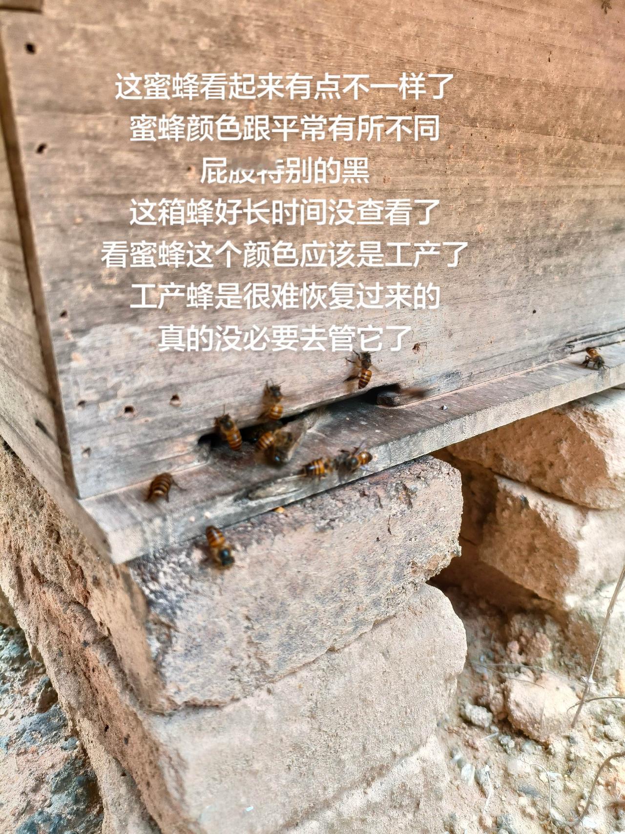 这蜜蜂看起来有点不一样了
蜜蜂颜色跟平常有所不同
屁股特别的黑
这箱蜂好长时间没