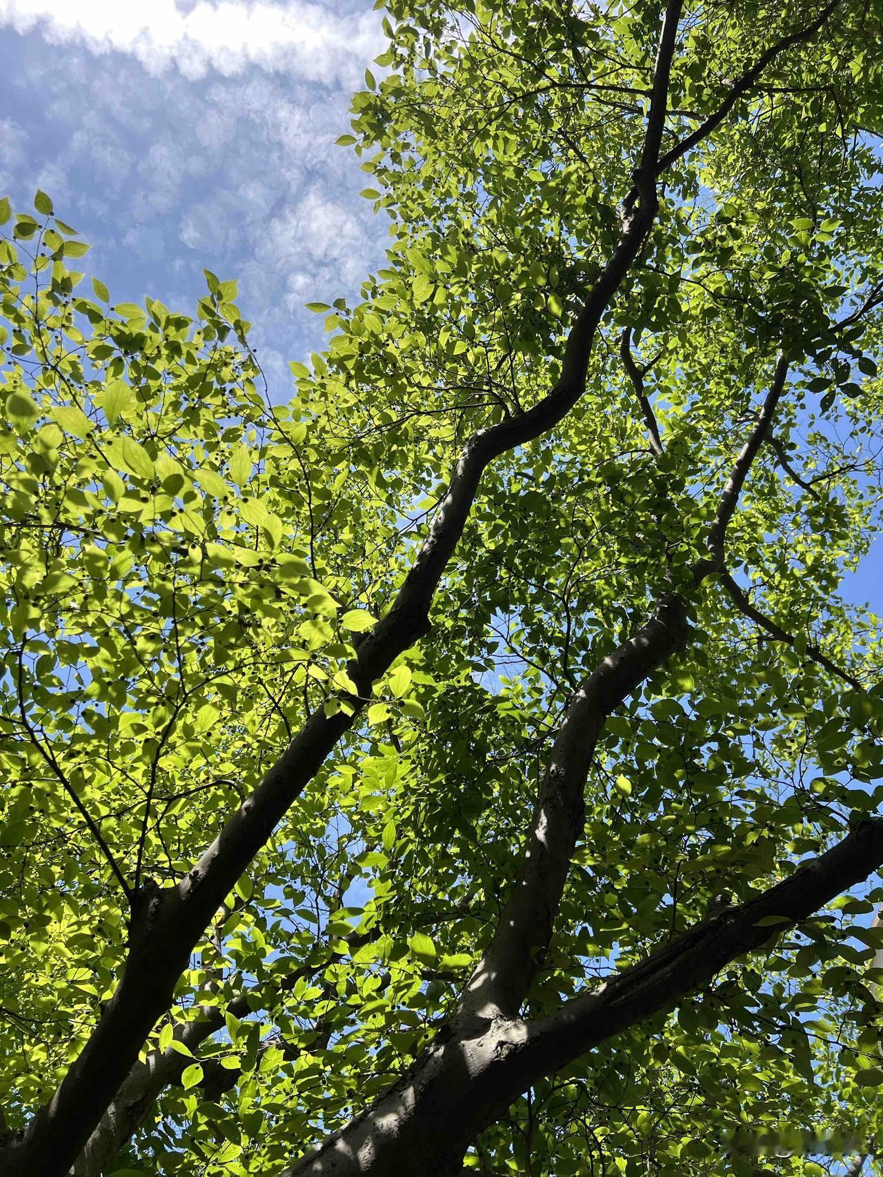 山林有清风拂面，闲看草木悠然，足以消解心头尘饥。人本就该常寻独处时光，不必逢迎应