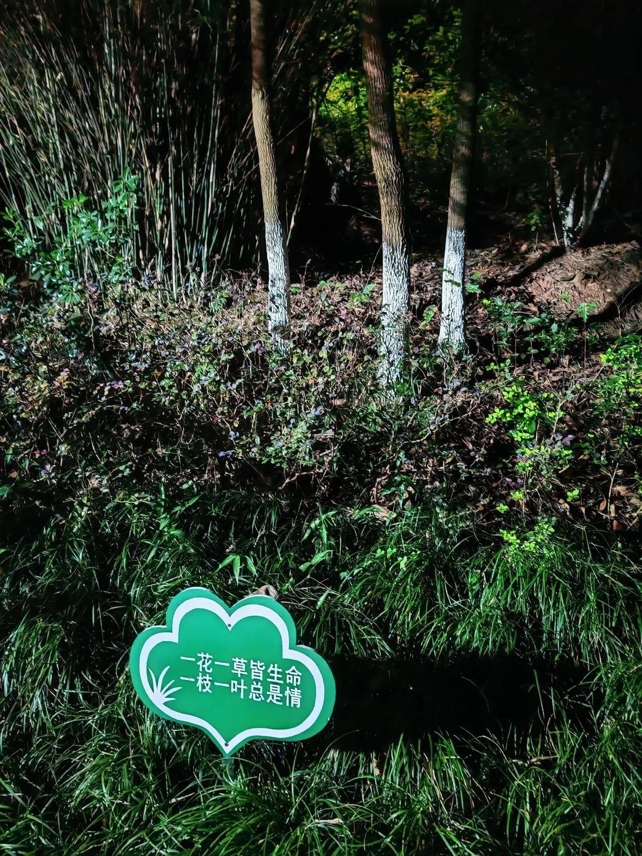 三木说：请珍爱“森”命 #随手拍张照#