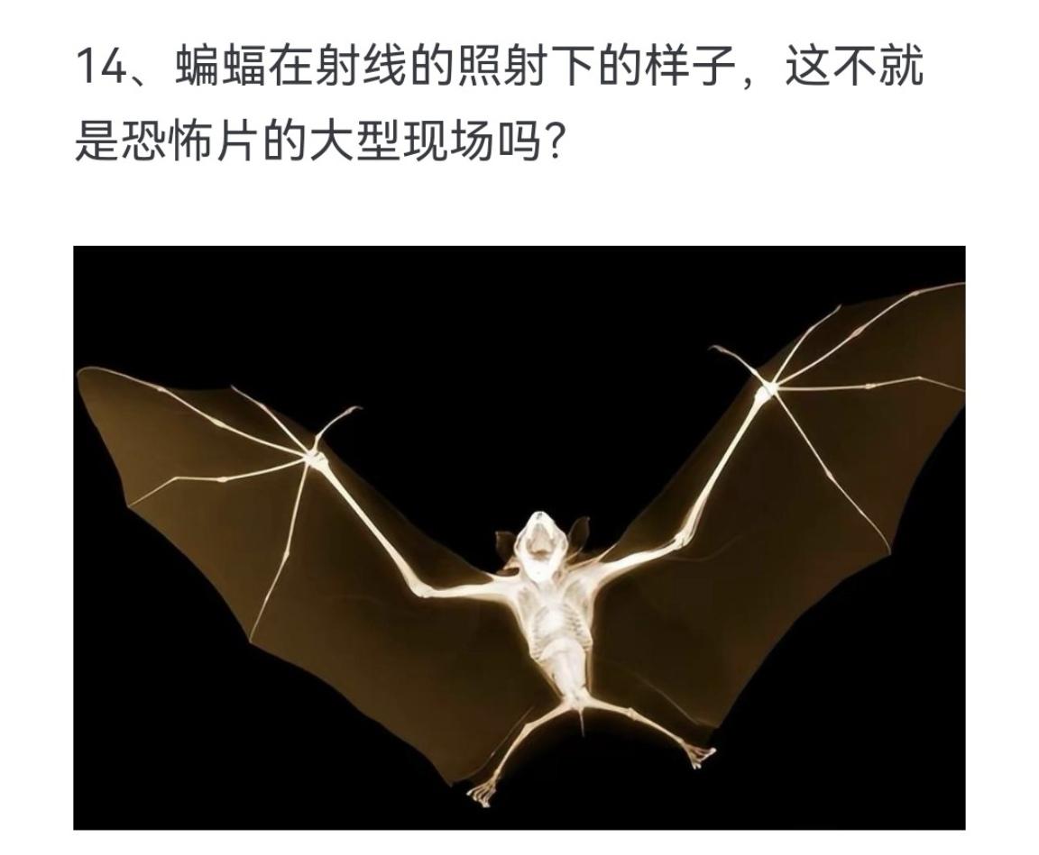 蝙蝠在射线的照射下的样子，这不就是恐怖片的大型现场吗？