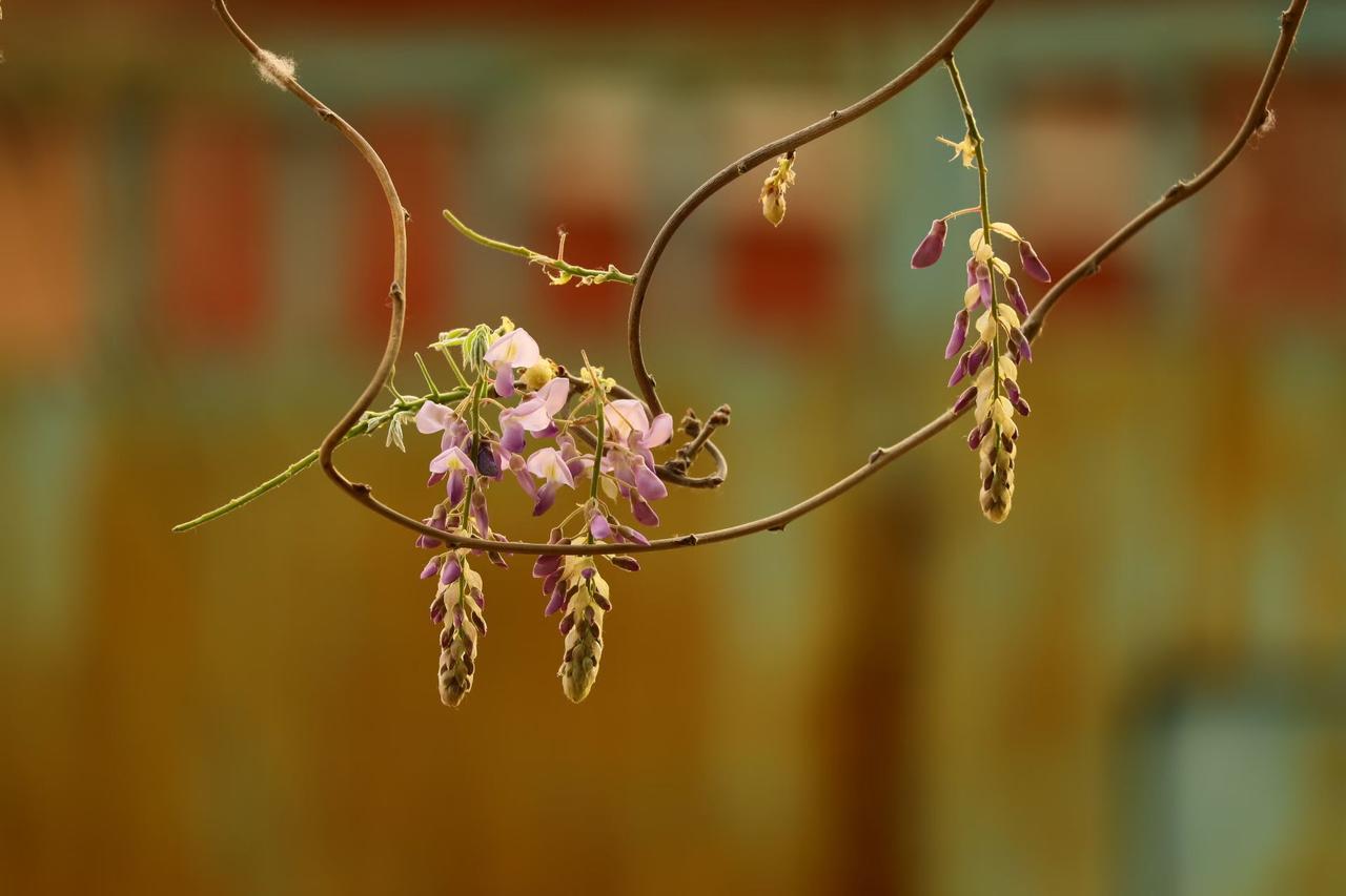 记录我的2026一缕紫藤垂春色，半卷时光藏温柔。