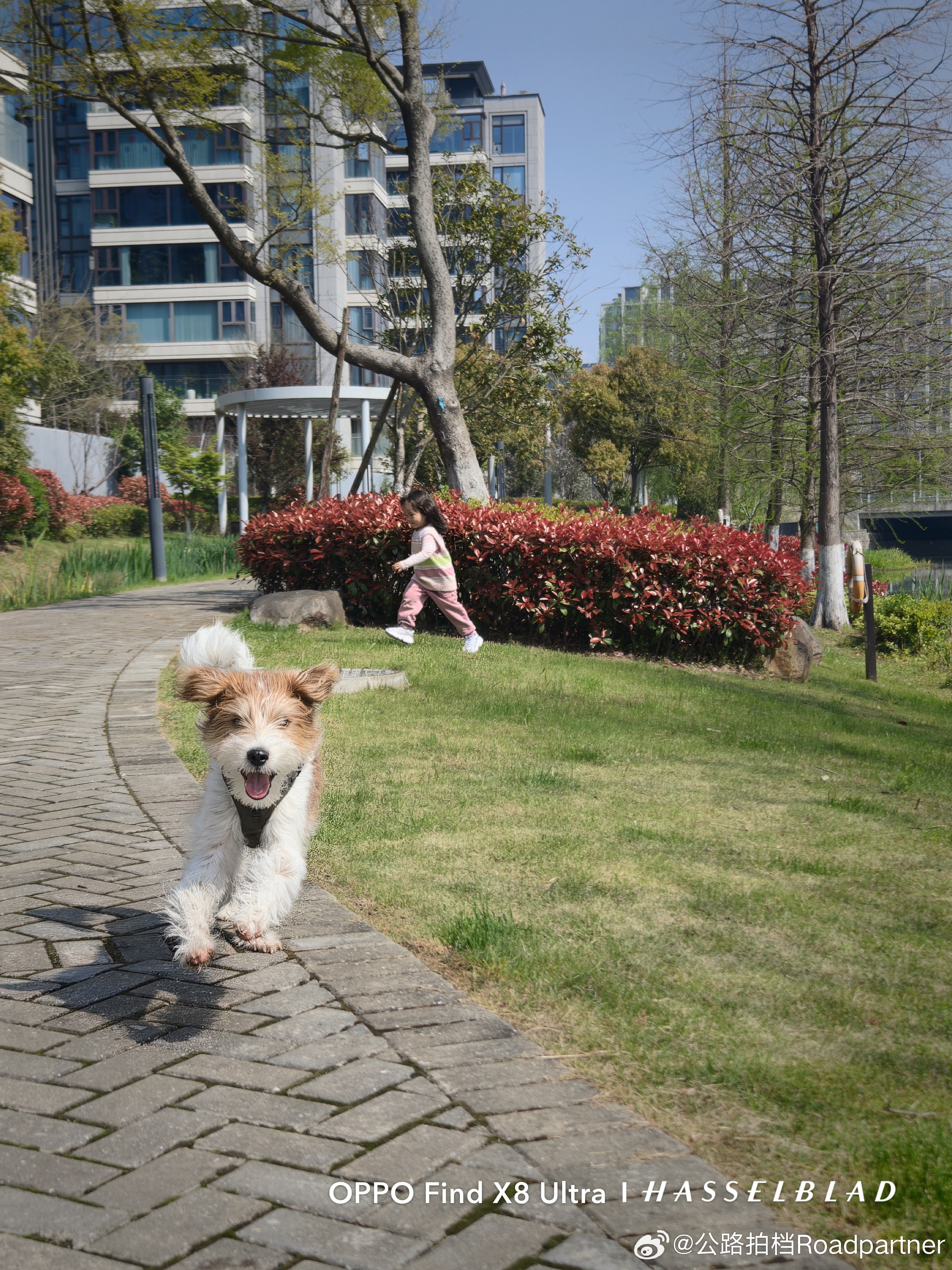 我家狗子会飞杰克罗素梗