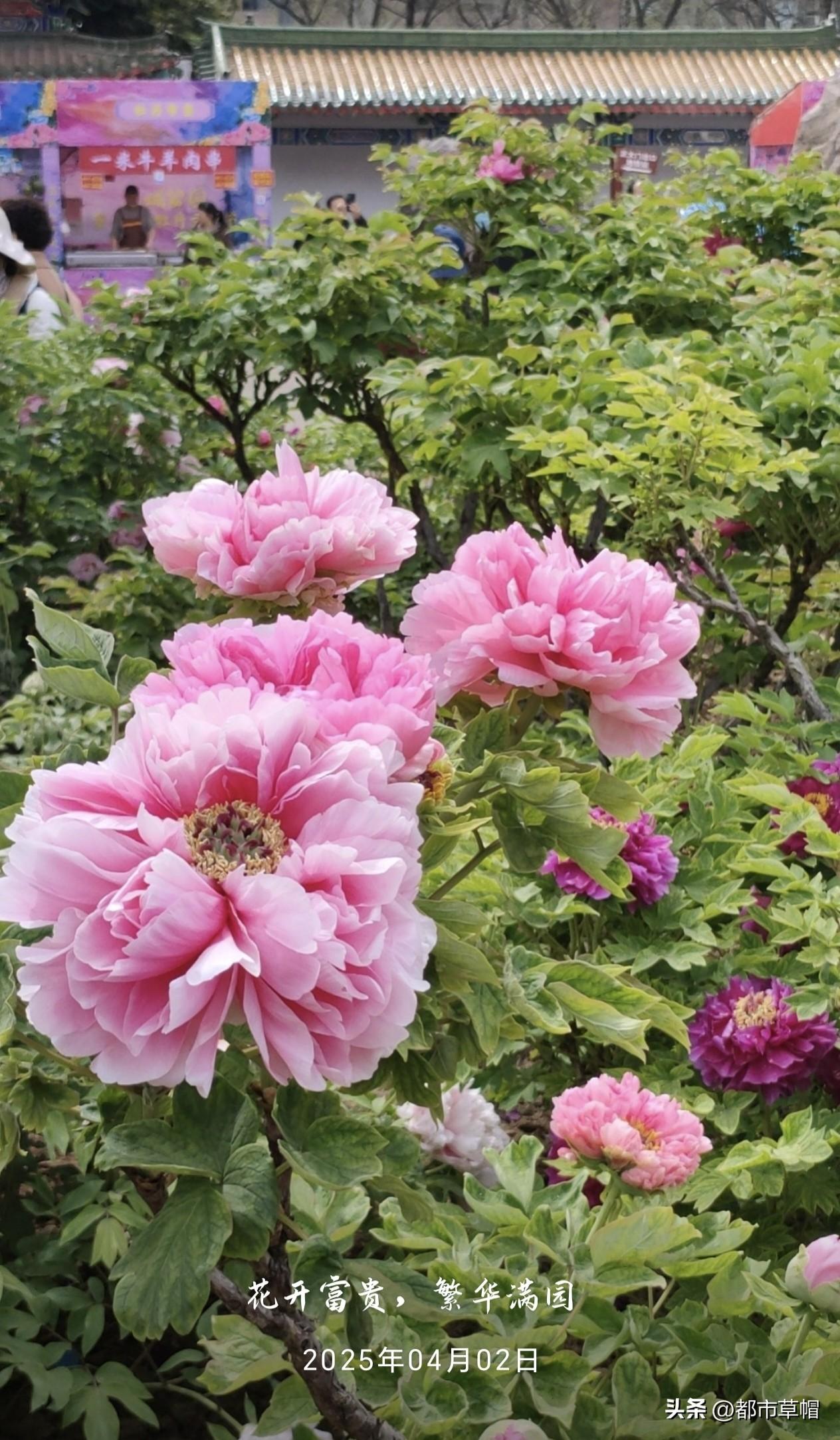 手机自动显示，去年的4月2日，我和妻子正在洛阳看牡丹。现在的智能手机真好，常常在