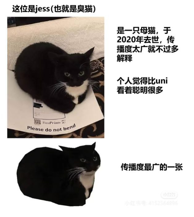 感谢科普，我一直以为是同一只猫猫 ​​​