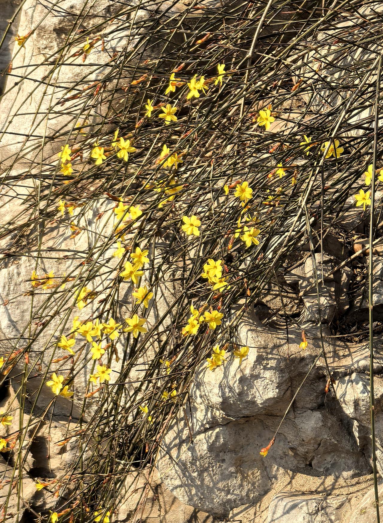 春天会抵达 抬头看见了春天