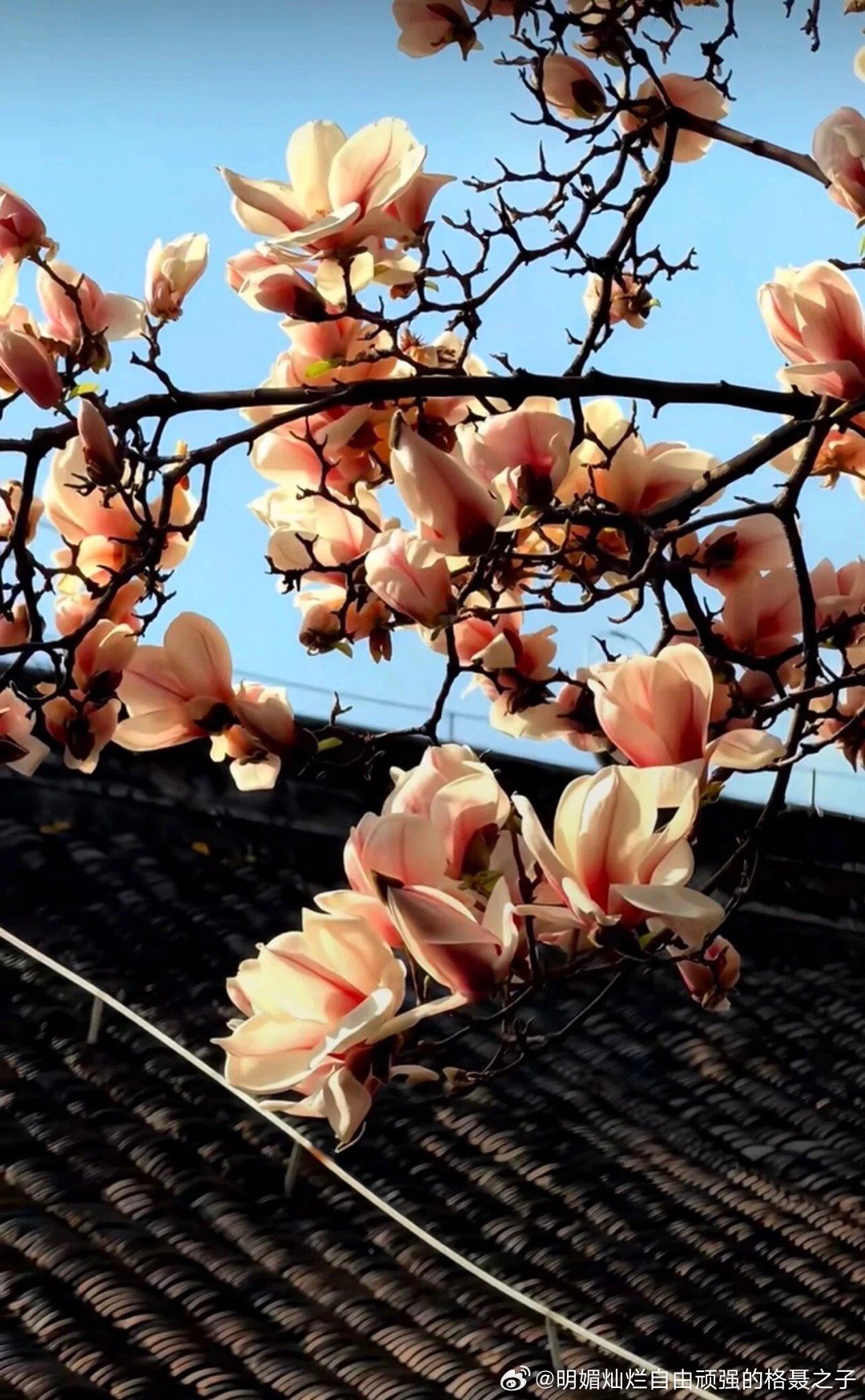 今朝送客城西隅，留园名花天下无。拔地扶疏三四丈，倚天绰约百馀株。我上东楼频目极，