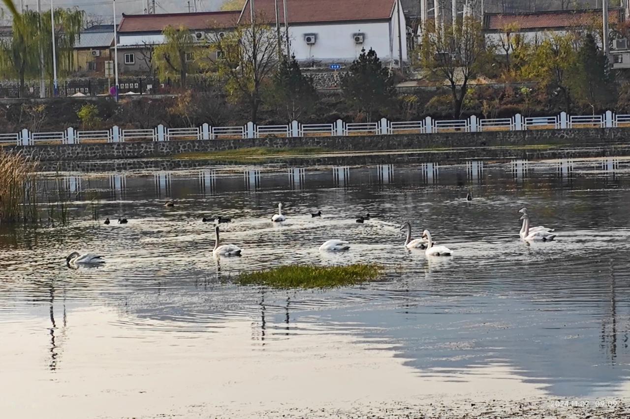 白天鹅归来。
今日立冬，北京密云清水河迎来了第一批两个家庭的15只白天鹅迁徙归来