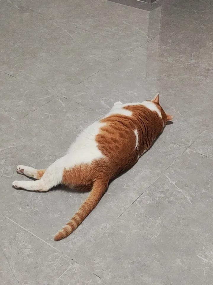 天气太热了，慵懒的猫咪，享受阳光的午后时光🌞🐱