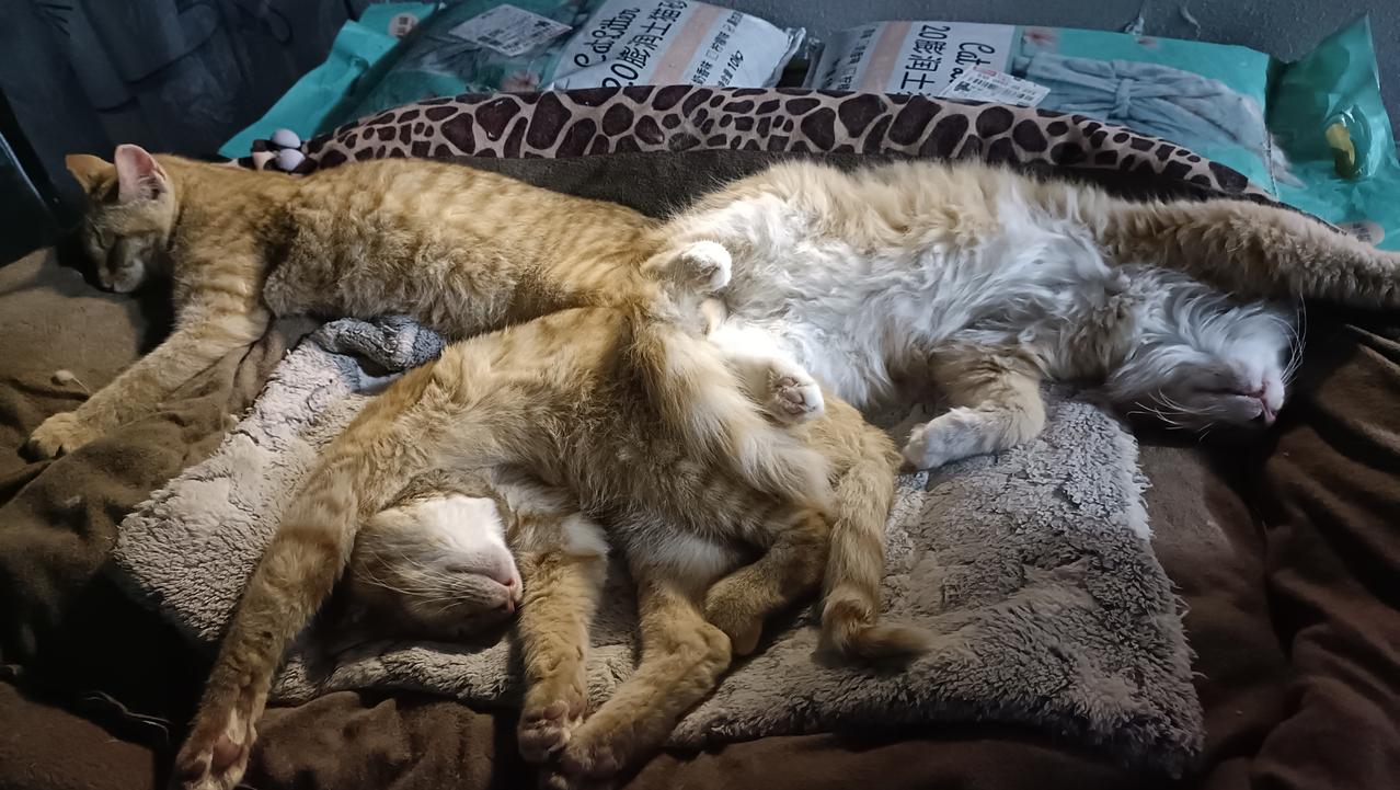 能晒一下你家猫咪慵懒的样子吗小猫咪睡觉的样子永远也看不够！太治愈了！[大笑][大