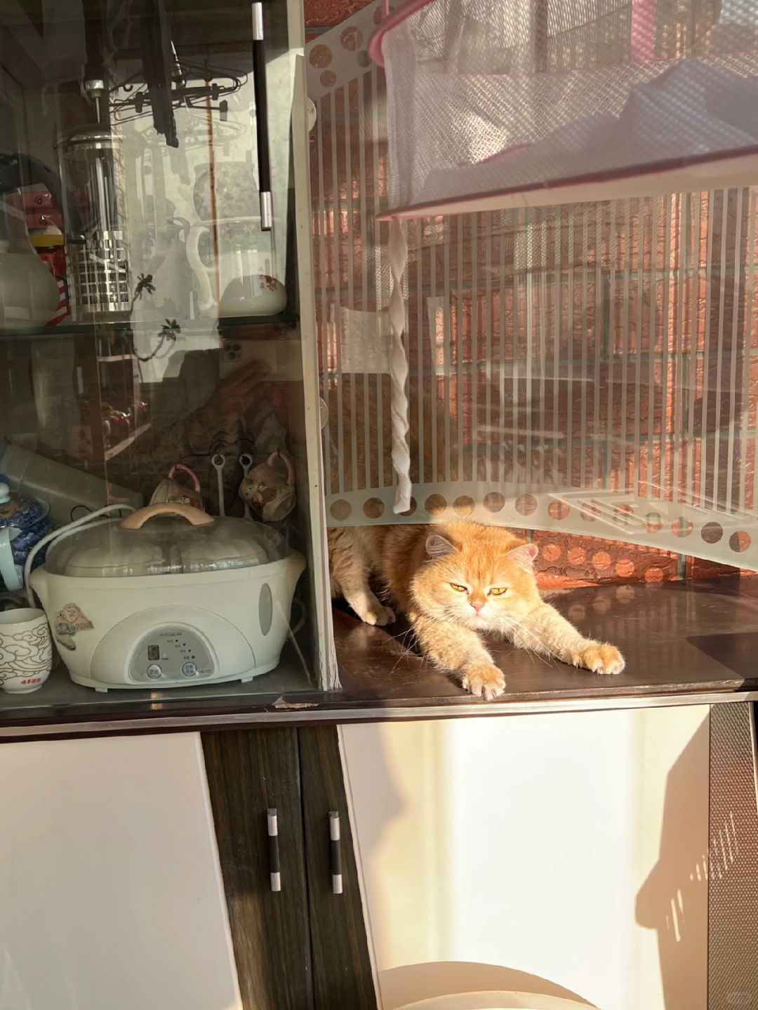 寄宿喵：外婆家阳台的阳光不错🐈🌞