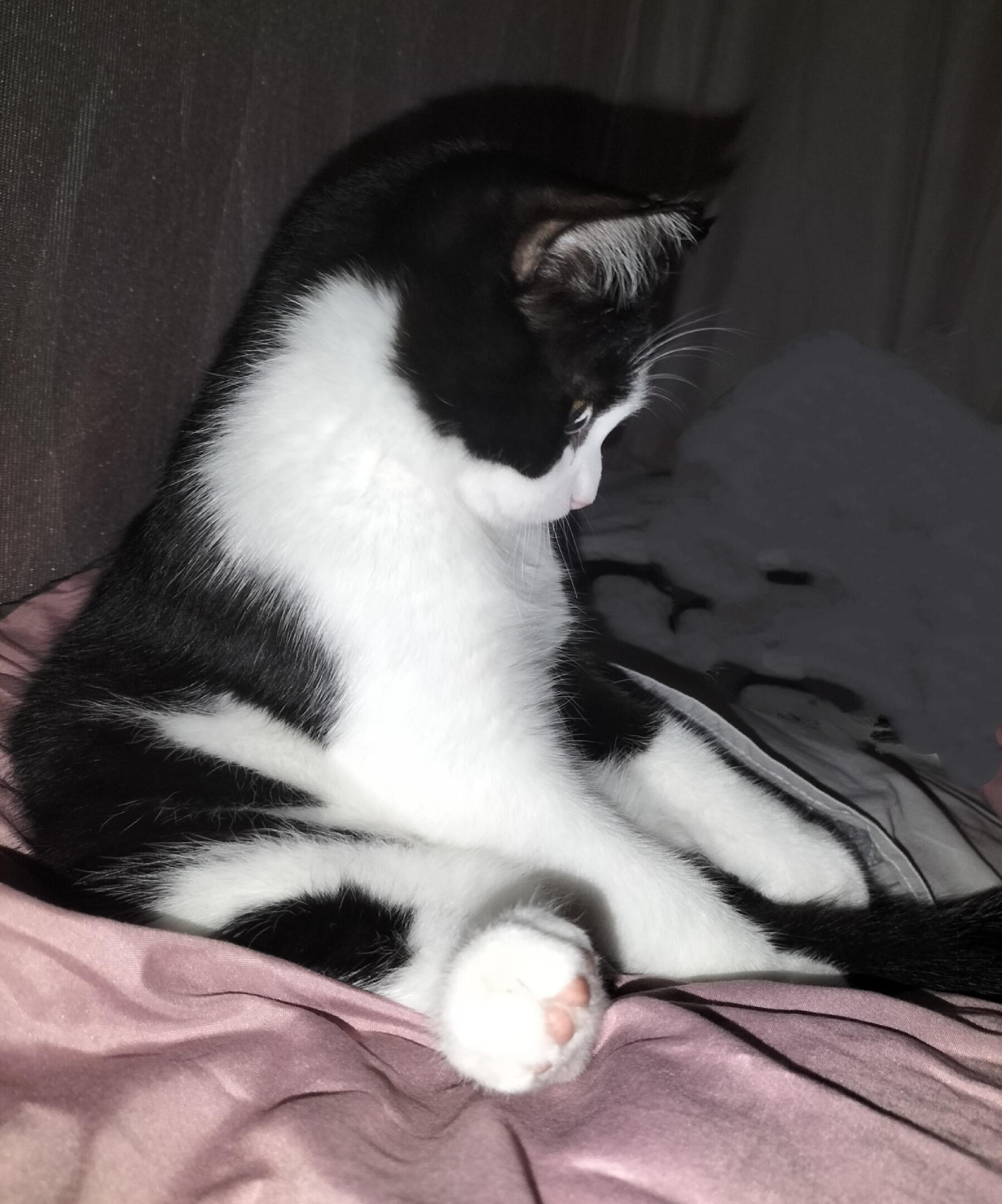 猫儿这个委屈巴巴 