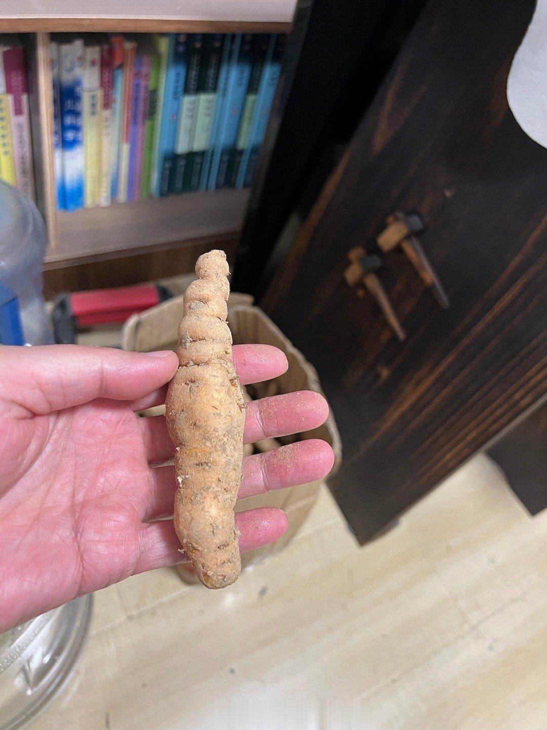 哪位好朋友寄来的鲜地黄？准备蒸熟当饭吃，降胃火，润燥。虚寒的人就不要吃了。 ​​