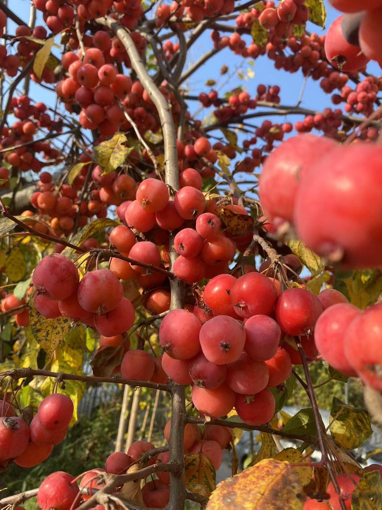 院里的海棠，竟也挂果了。红得发紫，累累的，在十月的冷风里垂着头，像些冻疮。那棵银
