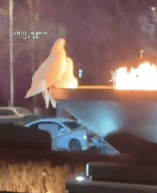 辽宁沈阳有位大姐，看到两只鸽子在一个火坑边上烤火取暖，其中一只尾巴都被烤焦了还不