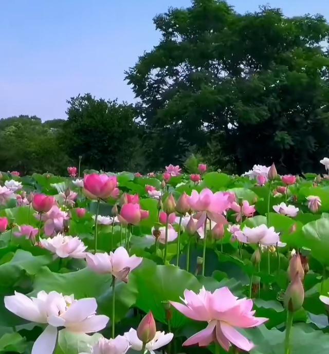 洋洋高锐、石榴梦·吗◎有时……写诗写累了就不由自主来这◎这儿……没有石榴裙这儿…