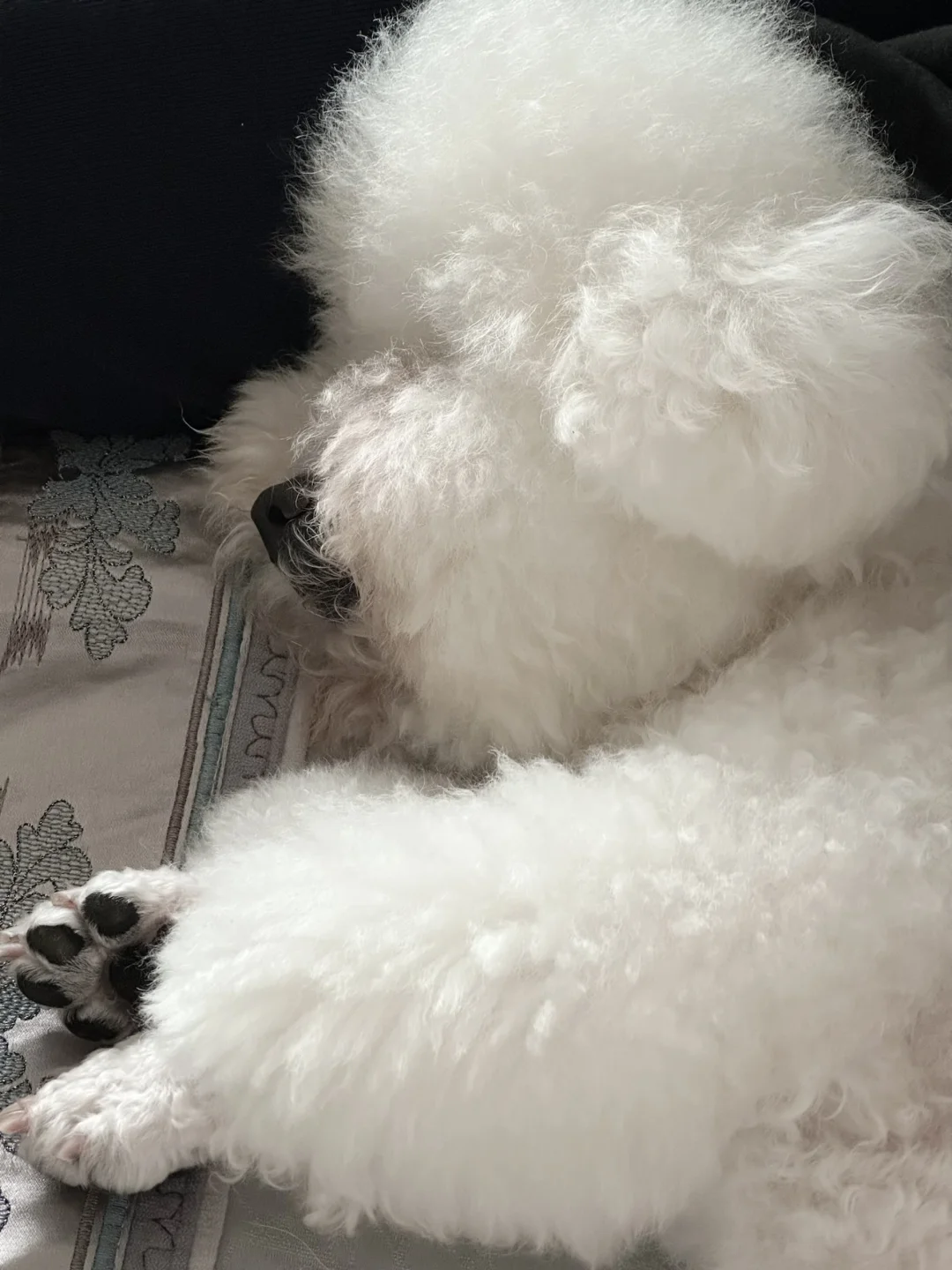 猪里猪气的小b熊