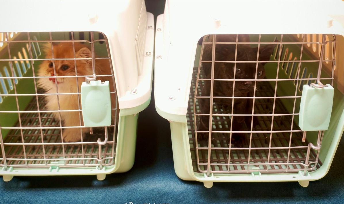 【海关罗湖检获2只幼猫　拘61岁男旅客】
香港海关昨日（21日）在罗湖管制站侦破