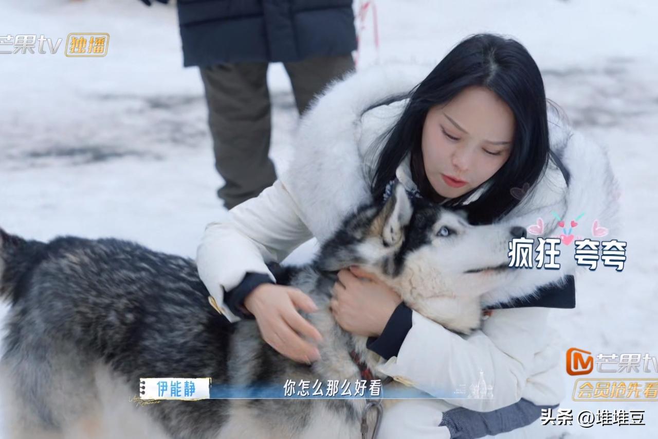 “它亲我，你不会吃醋吧～”雪地里，伊能静亲密地抱着一只威猛高大的哈士奇，问秦昊。