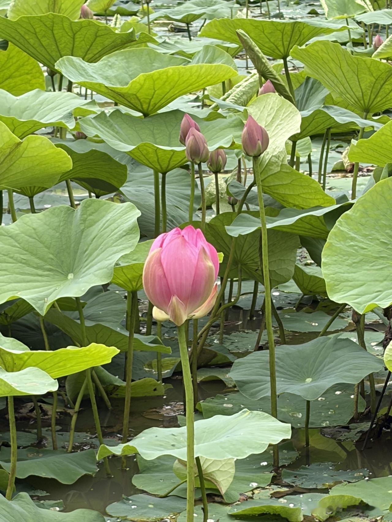【暑日观荷】
荷池随拍
小暑夏日长
荷风送花香
蝉鸣林间起
清欢纳新凉
荷池即景