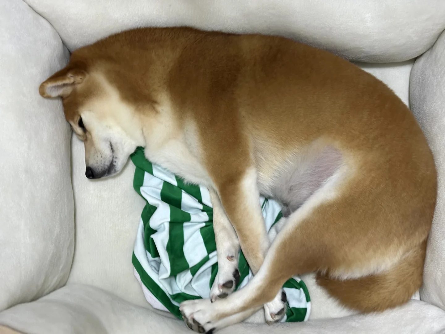 柴犬的睡姿还能再奇葩一点不