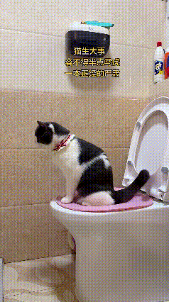 乖乖嘞，俺家这猫也太懂事规矩了！
这天水喝得多，自己乖乖跑到马桶上解决大事，安安