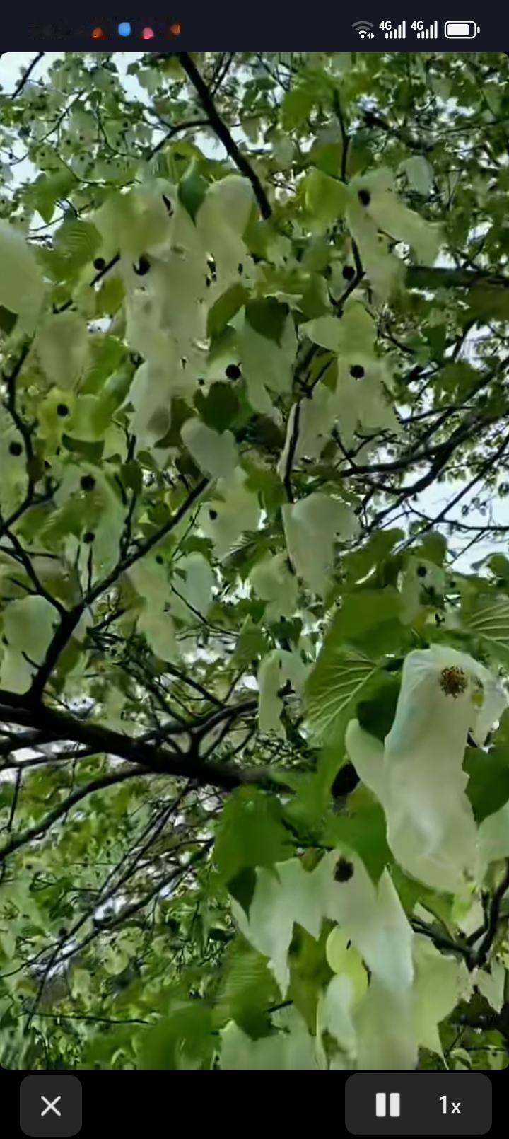 大爸呀。不过如今大家都分了家，关系没那么亲近了。我爸过生日的时候，我都没见到我堂