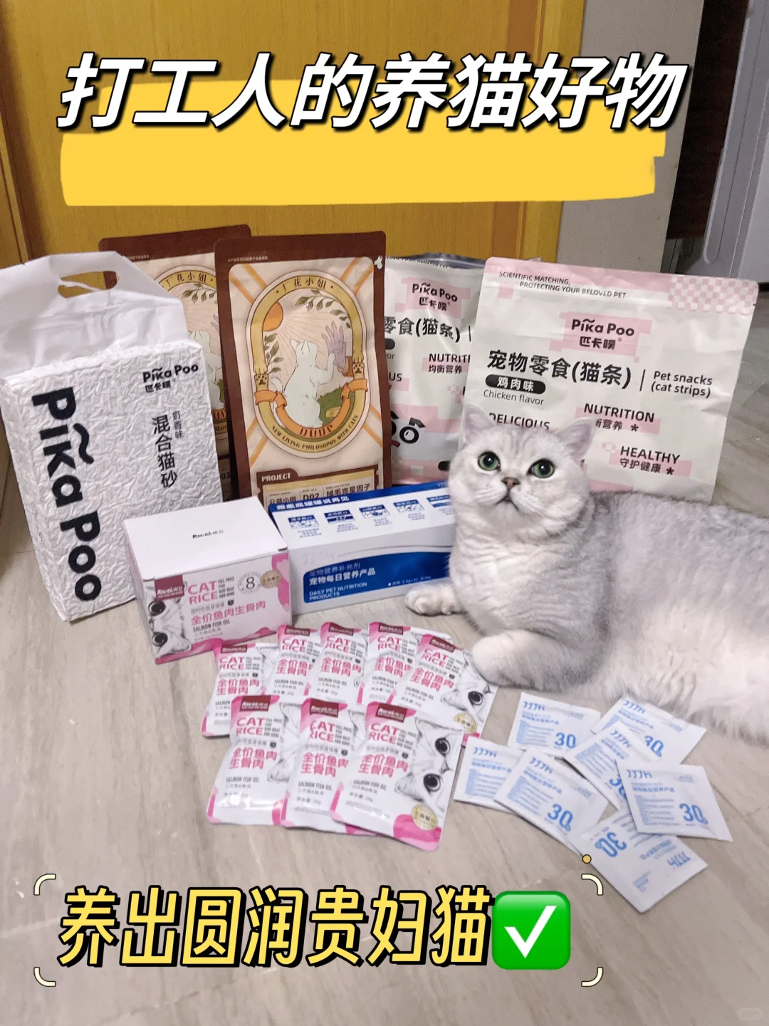 打工人养猫好物分享，养出贵妇猫