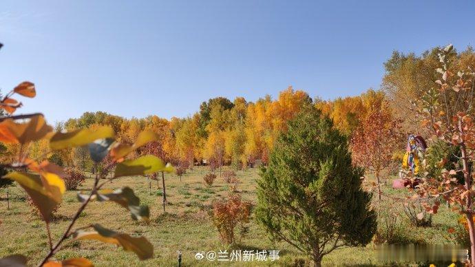 金塔胡杨限定金秋坐落于巴丹吉林沙漠边缘的金塔胡杨林，是河西走廊不可错过的秋日秘境