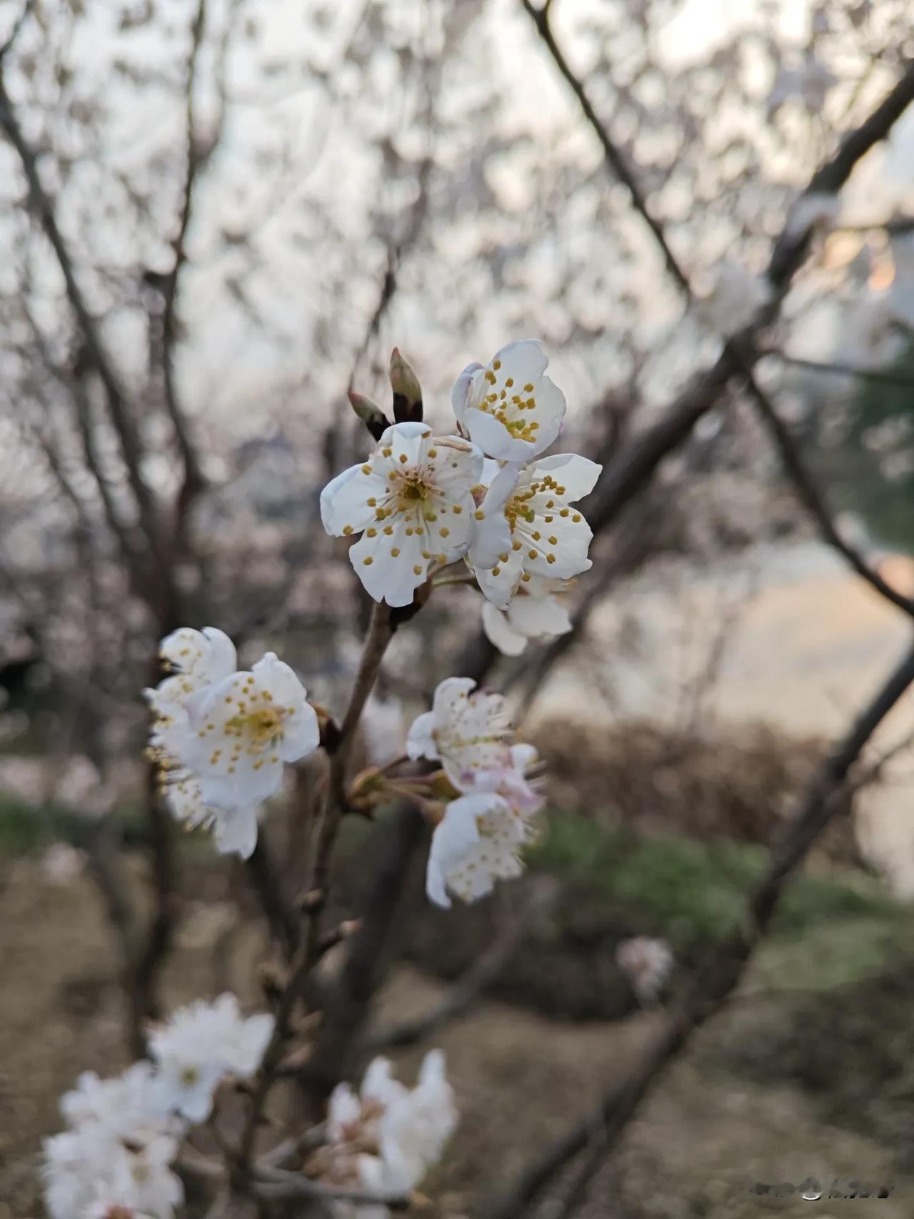 春日花语