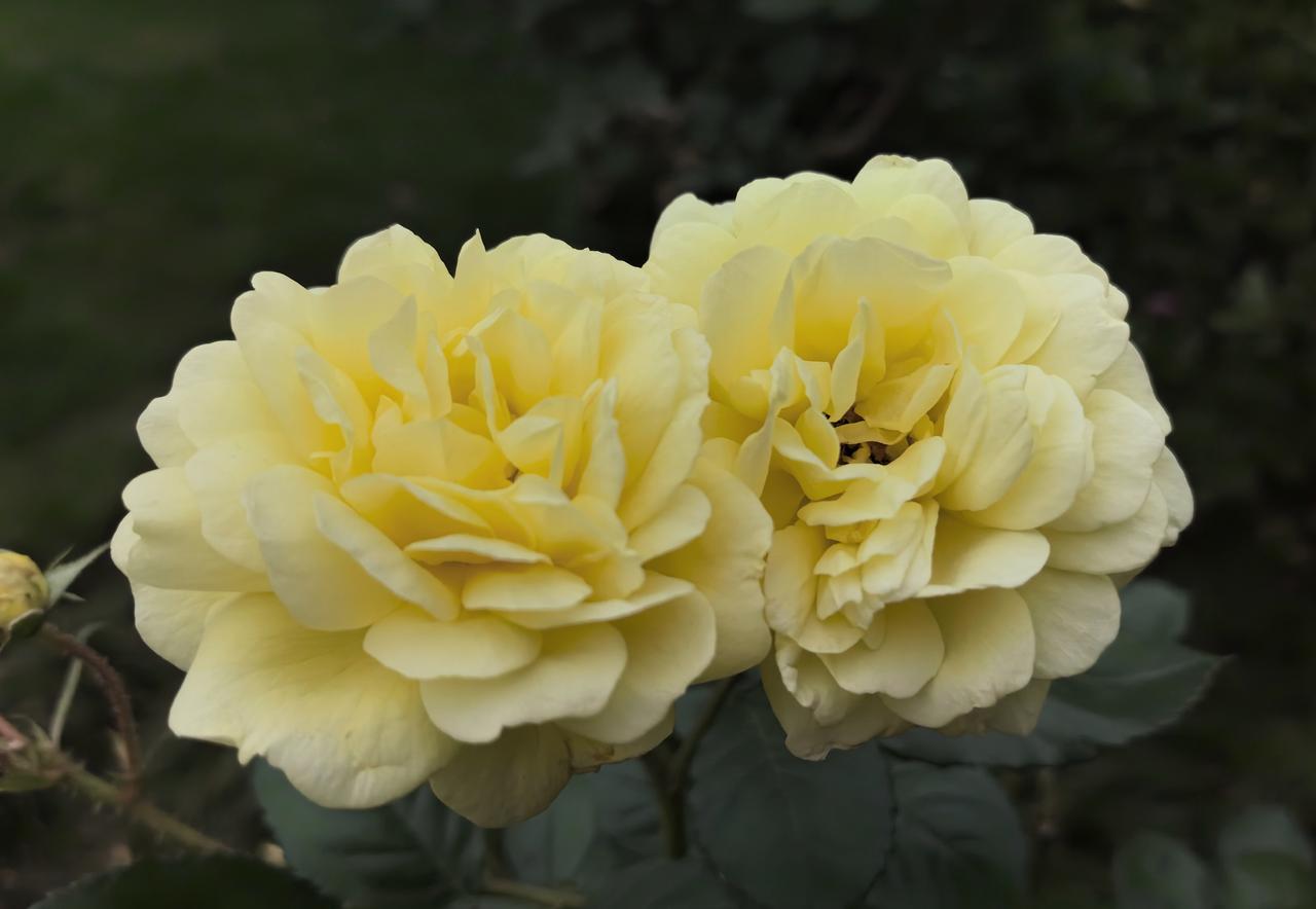 花开并蒂