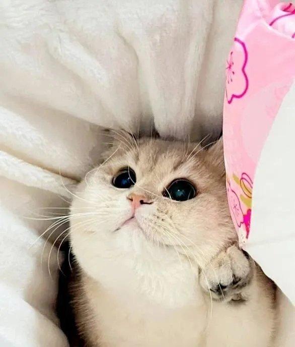 大眼萌猫🐱 