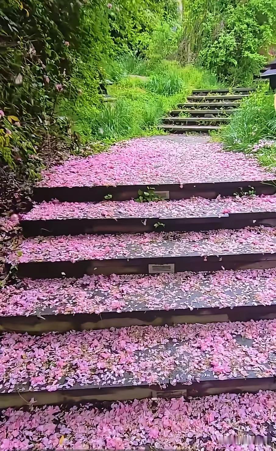 四块玉·静守流年
小径弯，细雨绵，
落花簌簌满阶前。
春风不管人间怨。
心自安，