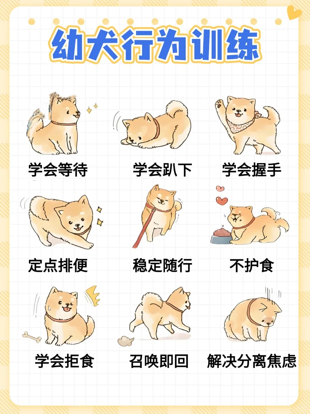 🌟幼犬训练指南，轻松教出听话萌犬！