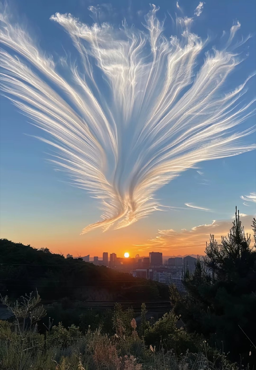 不知道是不是真的天空实拍图，像极了凤凰，美极了。多留意生活中美好的东西，自动屏蔽