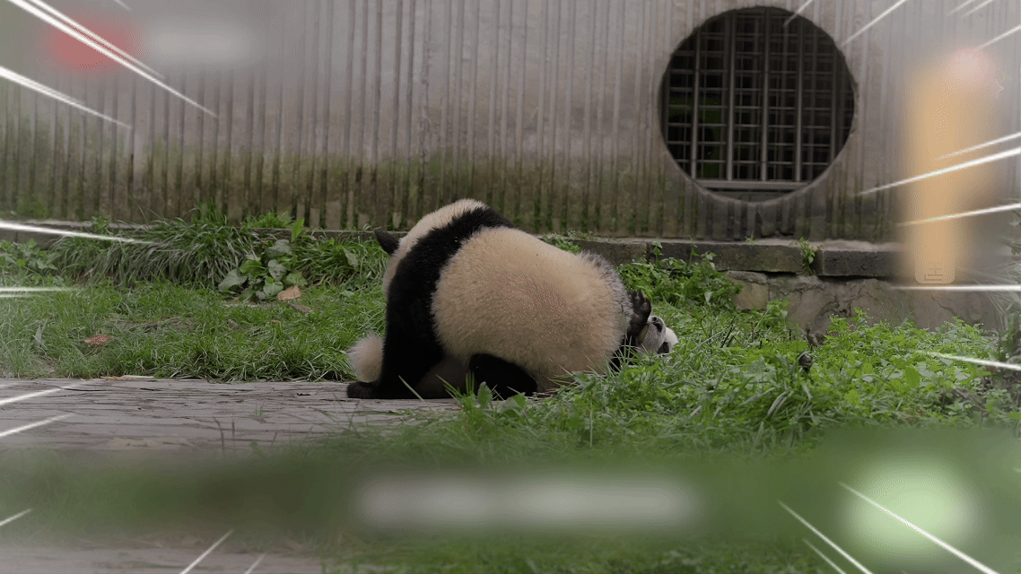 灿阳一家从神树坪搬家到雅安 清晨一开闸，它就冲上栖架开始“跑酷”，攀爬、翻滚、倒