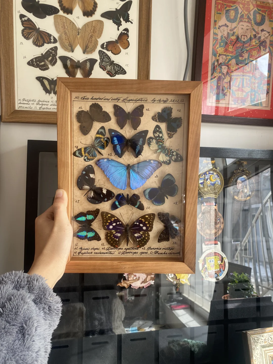 标本 蝴蝶标本 昆虫