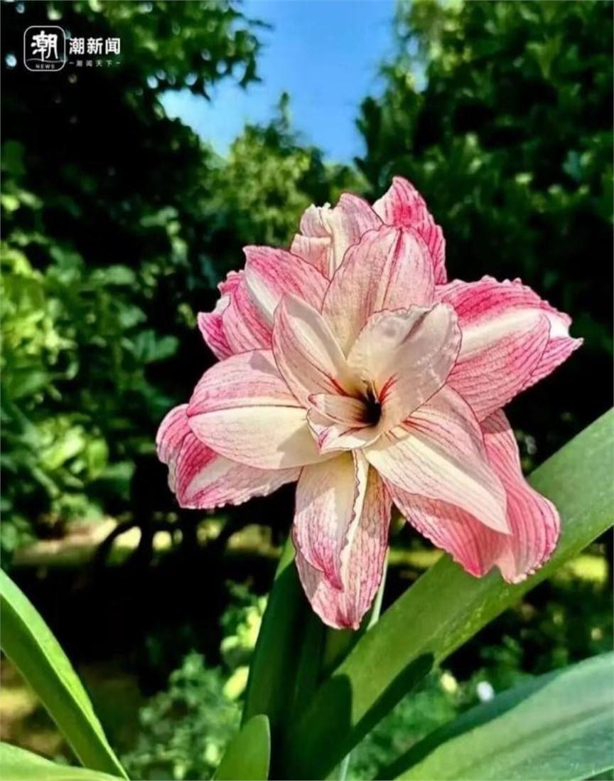 唏嘘啊，一个在花卉圈摸爬滚打了十几年的朋友告诉我，当年被捧上神坛的进口朱顶红，现