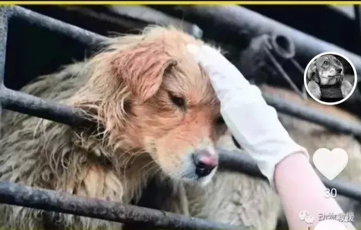 越了解人性，就越喜欢动物，它们才是最纯粹，最干净的物种！