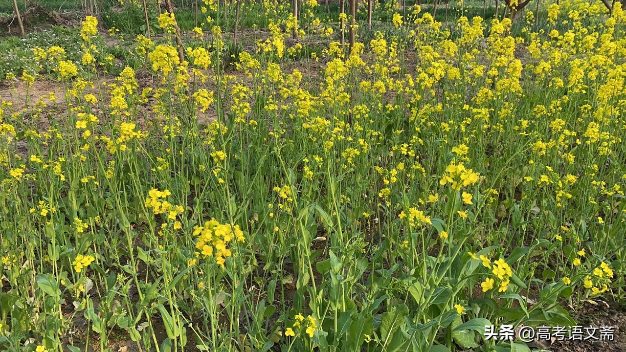 晒图笔记大赛春日田野，一片金黄的油菜花海，生机盎然！🌼🌿