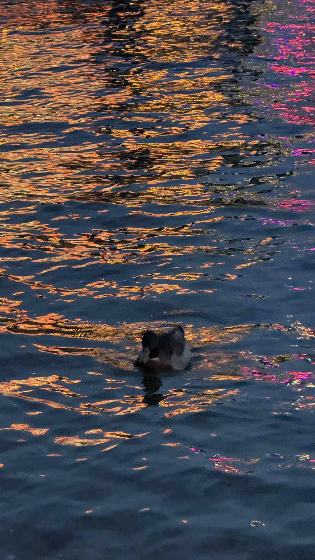 听说可以发全屏照片了(新西兰)