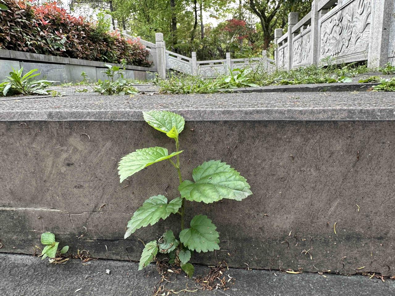 李老太积攒一辈子的30万存款在她老年痴呆后所引发的家庭风波。是让李老太的儿子独占