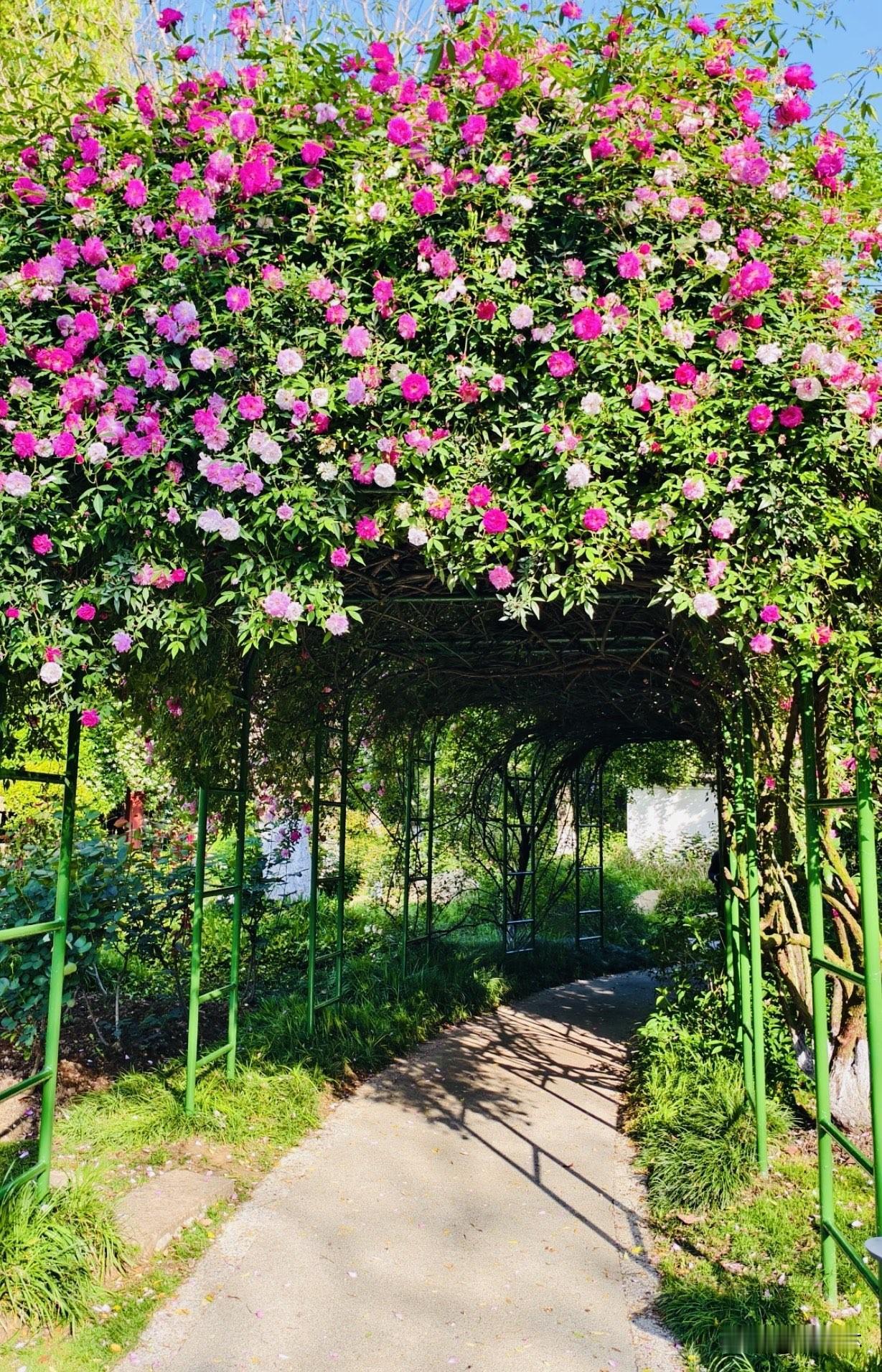 园内草坪上很适合野餐，带点小零食和朋友坐一会儿很放松。散步时留意林间小路，绿树成