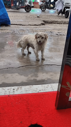 万物皆有灵！近日安徽亳州，女子上班刚打开店门，就遇见一只带着小狗的狗妈妈走到店门