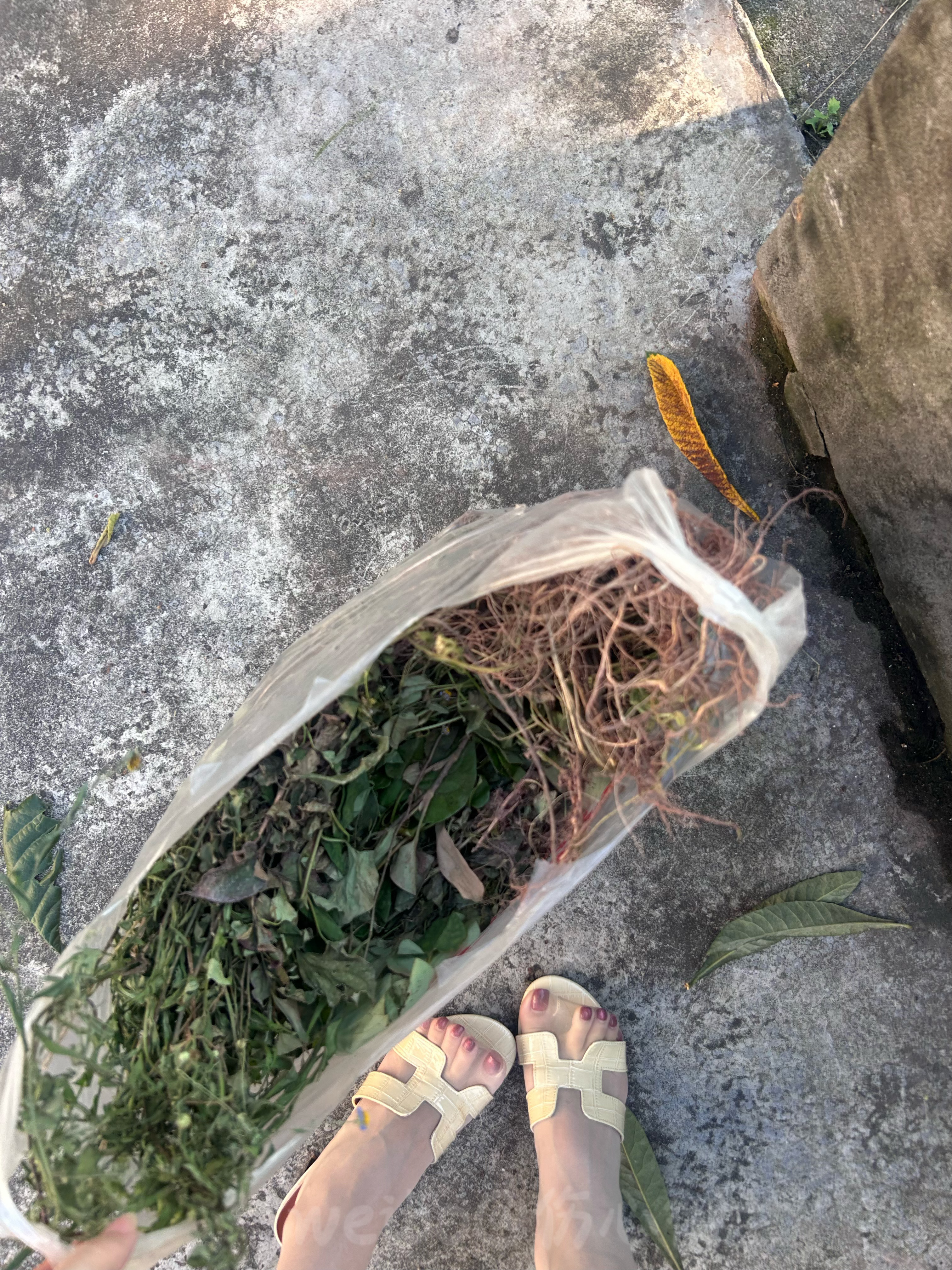 上山扯了点草药回家给大郎补补不然大郎要请我吃快餐了 