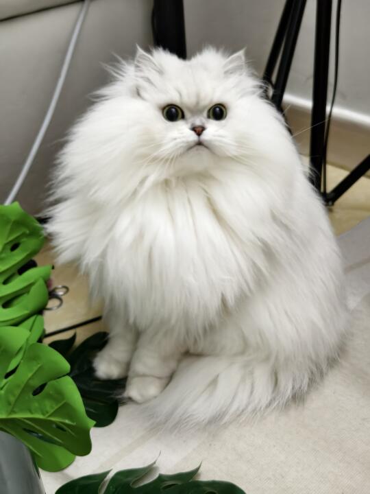 想看看大家的小猫