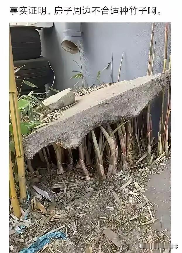 顽强的生命力[赞]