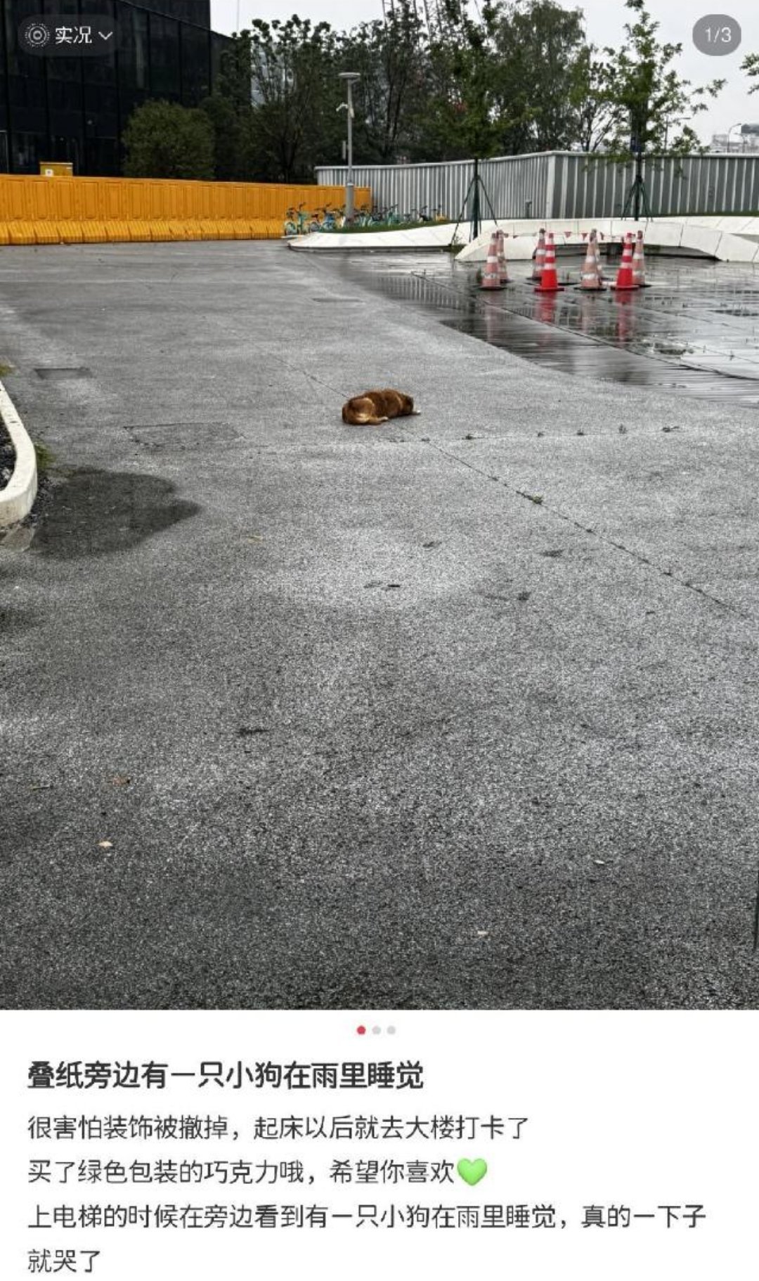 都说了犬类不能吃巧克力，折纸不停为了让老瘤也能过上情人节硬加一个他爱吃巧克力，这
