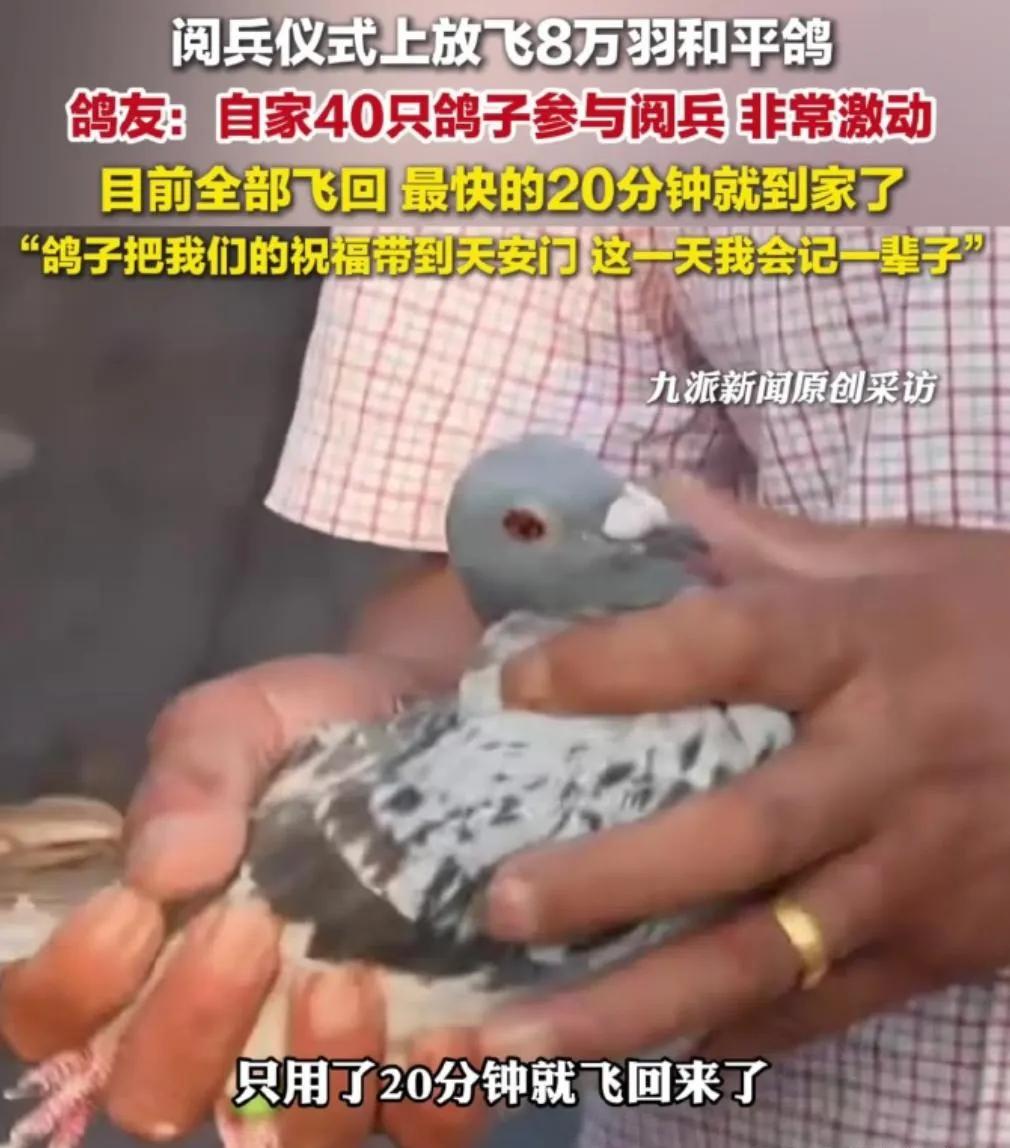 原来每次阅兵的和平鸽都是从老百姓家租借的鸽子，还会给主人颁发特别的纪念脚环，放飞