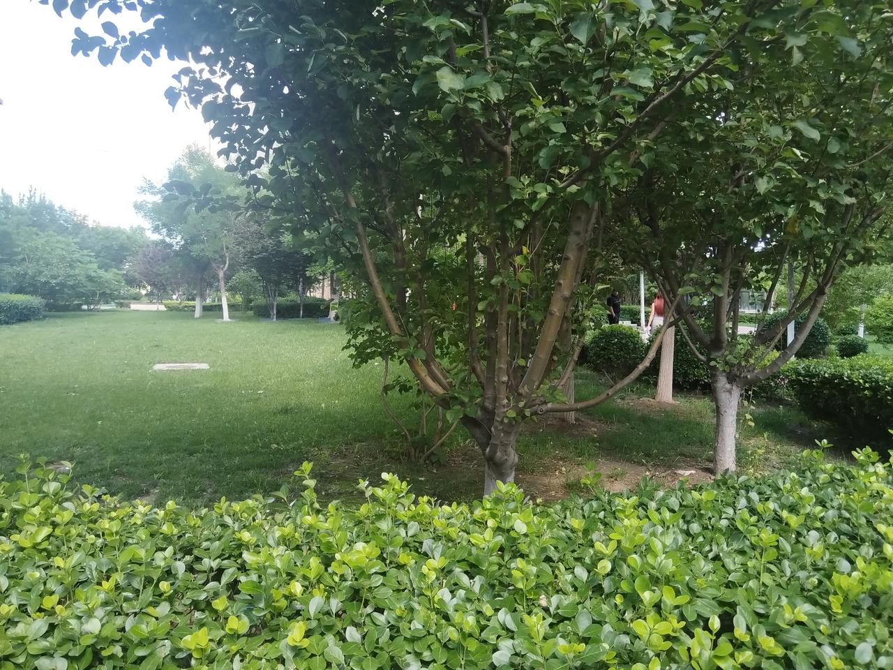 下了一夜的小雨
今天公园的小路分外的清新
忽然想起来两句诗

君未归期应有期
巴