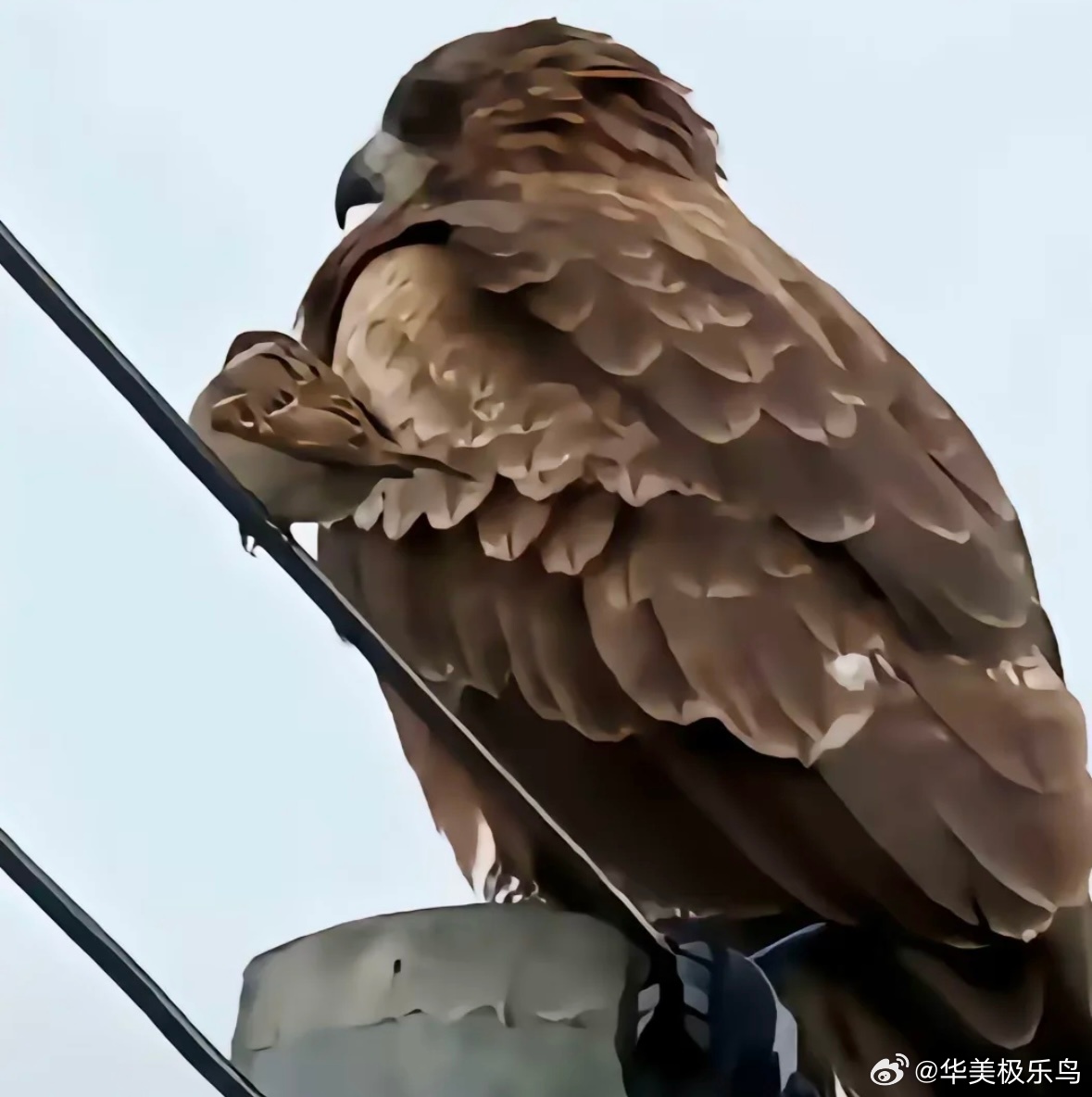 电线杆上的麻雀一旁还有只硕大的黑鸢 ​​​